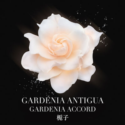 Giorgio Armani 阿玛尼高定私藏香氛（安提瓜栀子花） 3