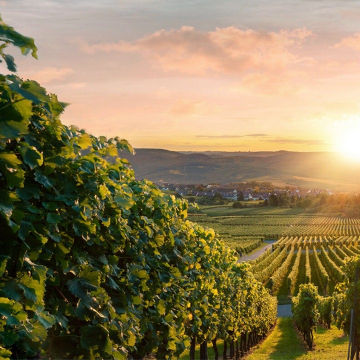 La Gioiosa Organic Prosecco 5