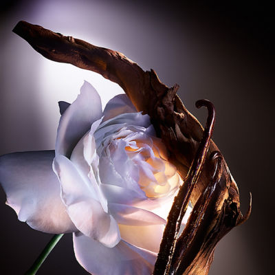 Buy LANCÔME Absolue Les Parfums Rose On The Moon EDP Online in