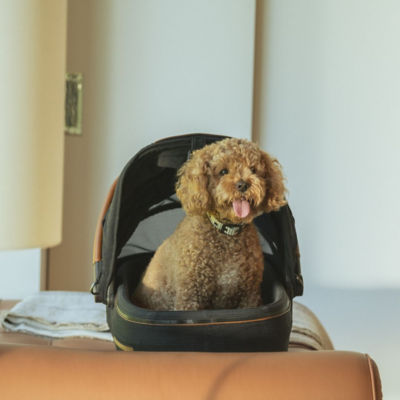 Tavo Maeve 5X Pet Car Seat + ISOFIX Base 7