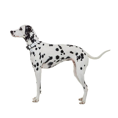 MCM Pet Collar in Visetos 3